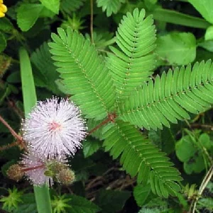 Mimosa strigillosa Live Plant - Sensitive Plant - 6 inch Pot - Indoor Houseplant - Image 5