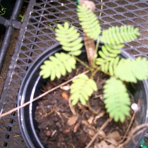 Mimosa Tree Seeds - 50 Count Pack - Outdoor Flowering Albizia julibrissin - Image 4