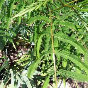 Mimosa Tree Seeds - 50 Count Pack - Outdoor Flowering Albizia julibrissin - Image 6