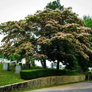 Mimosa Tree Seeds - 50 Count Pack - Outdoor Flowering Albizia julibrissin - Image 9
