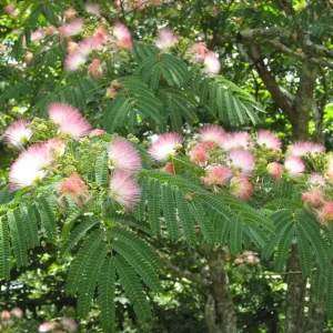 Mimosa Tree Seeds - Albizia julibrissin - 20 Seed Pack - Outdoor Flowering - Image 8