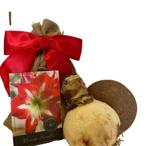 Minerva Amaryllis Bulb - 28/30 cm Indoor/Outdoor Flower Bulb Kit with Growing Medium - Image 2