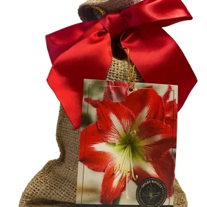 Minerva Amaryllis Bulb - 28/30 cm Indoor/Outdoor Flower Bulb Kit with Growing Medium - Image 1