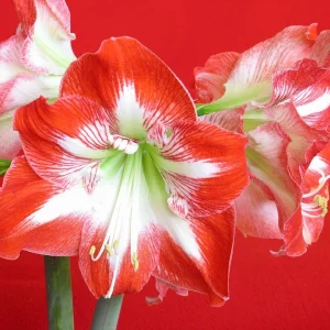 Minerva Amaryllis Bulb – Great for Winter Forcing, 28-30 cm - Image 2