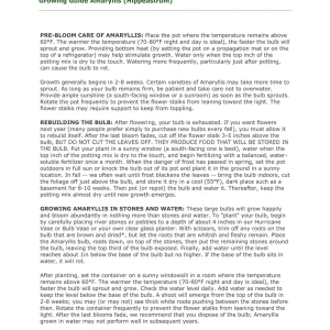 Minerva Amaryllis Bulb – Great for Winter Forcing, 28-30 cm - Image 4