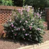 Minerva Rose of Sharon Live Plant - Althea Shrub, Lavender-Pink Flowers, Quart Pot, Outdoor - Image 1