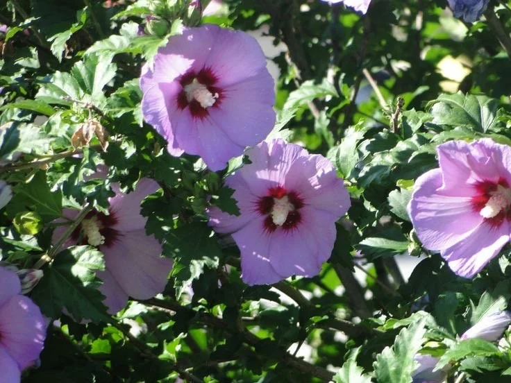Minerva Rose of Sharon Live Plant - Althea Shrub, Lavender-Pink Flowers, Quart Pot, Outdoor - Image 2