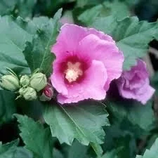 Minerva Rose of Sharon Live Plant - Althea Shrub, Lavender-Pink Flowers, Quart Pot, Outdoor - Image 3