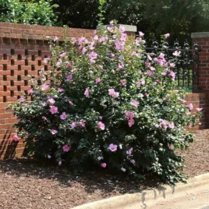 Minerva Rose of Sharon Live Plant - Althea Shrub, Lavender-Pink Flowers, Quart Pot, Outdoor - Image 1