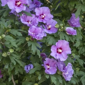 Minerva Rose of Sharon Live Plant – Quart Pot – Violet-Blue Flowering Shrub – Outdoor Hedge - Image 4