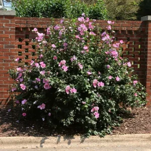Minerva Rose of Sharon Live Plant – Quart Pot – Violet-Blue Flowering Shrub – Outdoor Hedge - Image 6