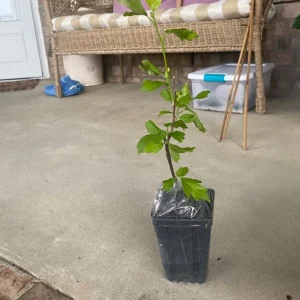 Minerva Rose of Sharon Live Plant – Quart Pot – Violet-Blue Flowering Shrub – Outdoor Hedge - Image 7