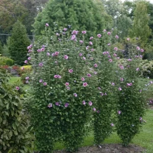 Minerva Rose of Sharon Live Plant – Quart Pot – Violet-Blue Flowering Shrub – Outdoor Hedge - Image 8