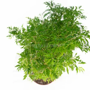 Ming Aralia Live Plant – 6 inch Potted Houseplant – Indoor Foliage - Image 2