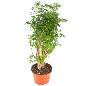 Ming Aralia Live Plant – 6 inch Potted Houseplant – Indoor Foliage - Image 1