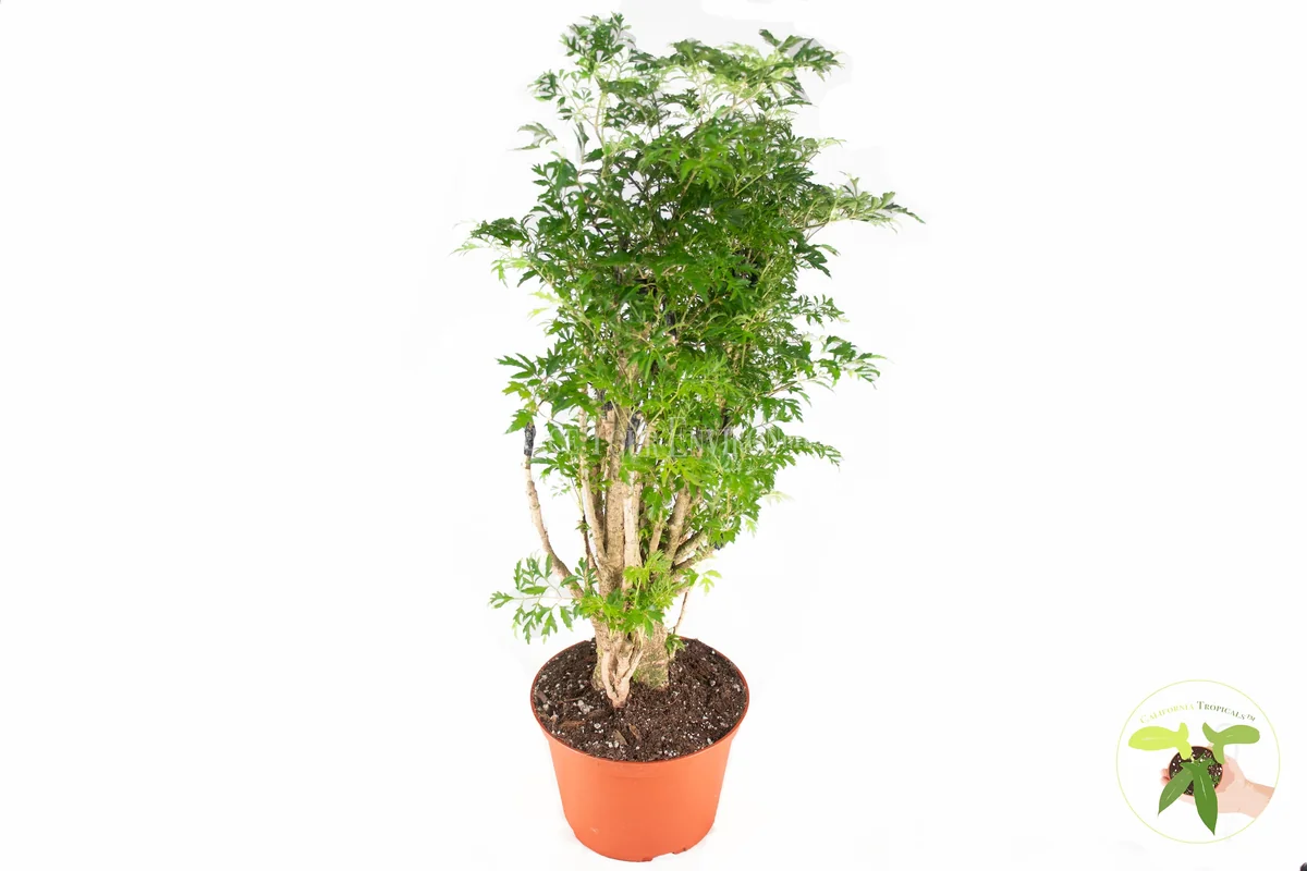 Ming Aralia Live Plant – 6 inch Potted Houseplant – Indoor Foliage - Image 1