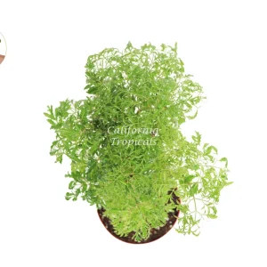 Ming Aralia Live Plant – 8-inch Potted Indoor Shrub – Easy Care Foliage - Image 2