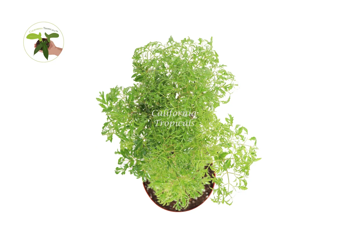 Ming Aralia Live Plant – 8-inch Potted Indoor Shrub – Easy Care Foliage - Image 3