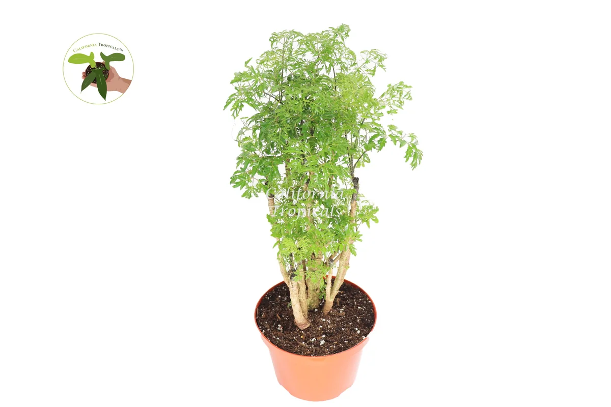 Ming Aralia Live Plant – 8-inch Potted Indoor Shrub – Easy Care Foliage - Image 1