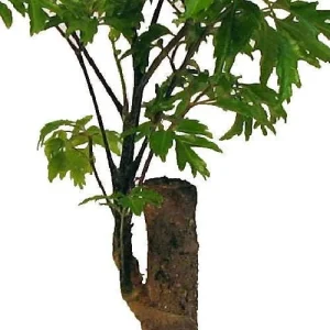 Ming Aralia Pre-Bonsai Tree - Polyscias fruticosa Live Plant - Indoor - 4