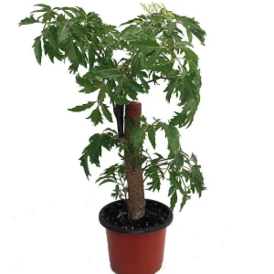 Ming Aralia Pre-Bonsai Tree - Polyscias fruticosa Live Plant - Indoor - 4