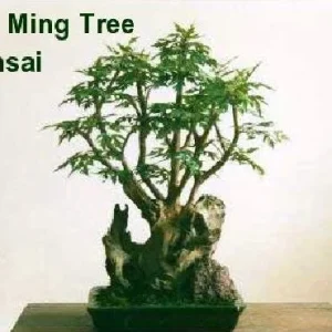 Ming Aralia Pre-Bonsai Tree - Polyscias fruticosa Live Plant - Indoor - 4
