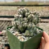 Ming Thing Cactus - Cereus Forbesii Monstrose Live Plant - Rare Cactus - 2.5" to 6" Pot - Image 1