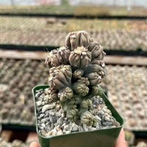 Ming Thing Cactus - Cereus Forbesii Monstrose Live Plant - Rare Cactus - 2.5
