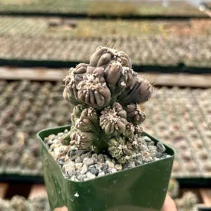 Ming Thing Cactus - Cereus Forbesii Monstrose Live Plant - Rare Cactus - 2.5