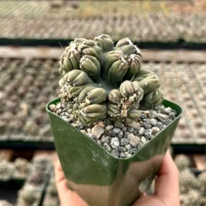 Ming Thing Cactus - Cereus Forbesii Monstrose Live Plant - Rare Cactus - 2.5
