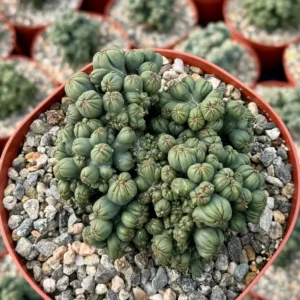 Ming Thing Cactus - Cereus Forbesii Monstrose Live Plant - Rare Cactus - 2.5