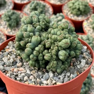 Ming Thing Cactus - Cereus Forbesii Monstrose Live Plant - Rare Cactus - 2.5