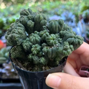 Ming Thing Cactus - Cereus Forbesii Monstrose Live Plant - Rare Cactus - 2.5