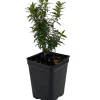 Mini Biblical Myrtle communis 'Minima' Live Plant - 2.5" Pot - Indoor/Outdoor - Image 1