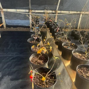 Mini Chrysanthemum Bonsai Live Plant – 25-40 Petal Flowers – Indoor/Outdoor - Image 3