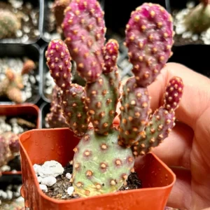 Mini Cinnamon Cactus Live Plant - Opuntia Rufida Minima Succulent - 2'' or 4'' Pot - Image 10