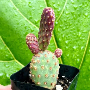 Mini Cinnamon Cactus Live Plant - Opuntia Rufida Minima Succulent - 2'' or 4'' Pot - Image 2