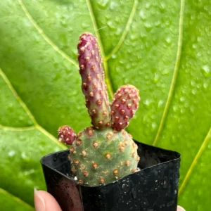 Mini Cinnamon Cactus Live Plant - Opuntia Rufida Minima Succulent - 2'' or 4'' Pot - Image 4