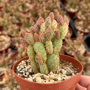 Mini Cinnamon Cactus Live Plant - Opuntia Rufida Minima Succulent - 2'' or 4'' Pot - Image 6