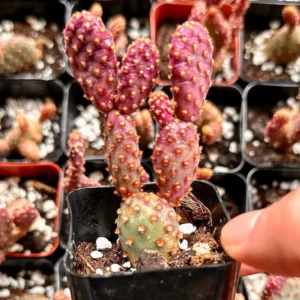 Mini Cinnamon Cactus Live Plant - Opuntia Rufida Minima Succulent - 2'' or 4'' Pot - Image 9
