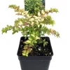 Mini Golden Privet - 2.5" Pot - Fairy Garden Plant or Bonsai - Image 1