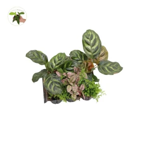 Mini House Plants 6-Pack Assorted Live Plants - Decorative Foliage Starters for Terrariums & Fairy Gardens - Image 2