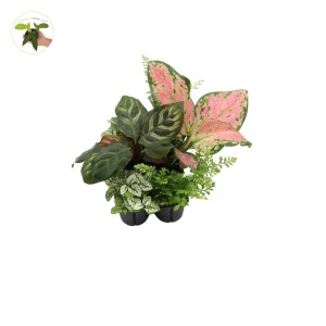 Mini House Plants 6-Pack Assorted Live Plants - Decorative Foliage Starters for Terrariums & Fairy Gardens - Image 3