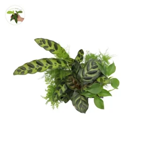 Mini House Plants 6-Pack Assorted Live Plants - Decorative Foliage Starters for Terrariums & Fairy Gardens - Image 5