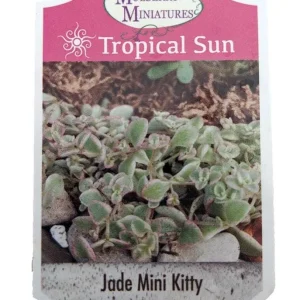 Mini Kitty Jade Live Plant - Crassula Succulent - 2.5 inch Pot - Indoor Fairy Garden - Image 2