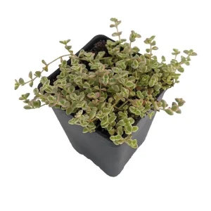 Mini Kitty Jade Live Plant - Crassula Succulent - 2.5 inch Pot - Indoor Fairy Garden - Image 1