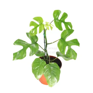 Mini Monstera Live Plant – 8 inch Rhaphidophora Tetrasperma – Indoor - Image 1