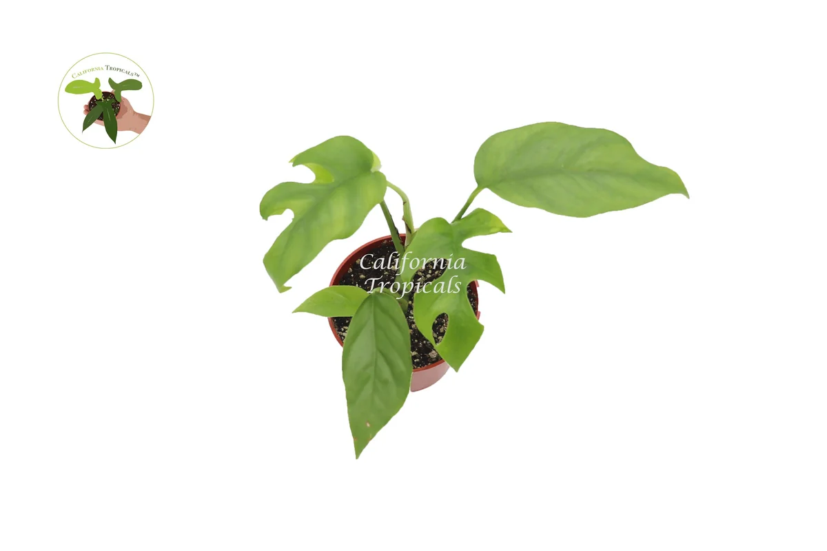 Mini Monstera Live Plant – Rhaphidophora Tetrasperma – 4 inch Pot – Indoor - Image 2