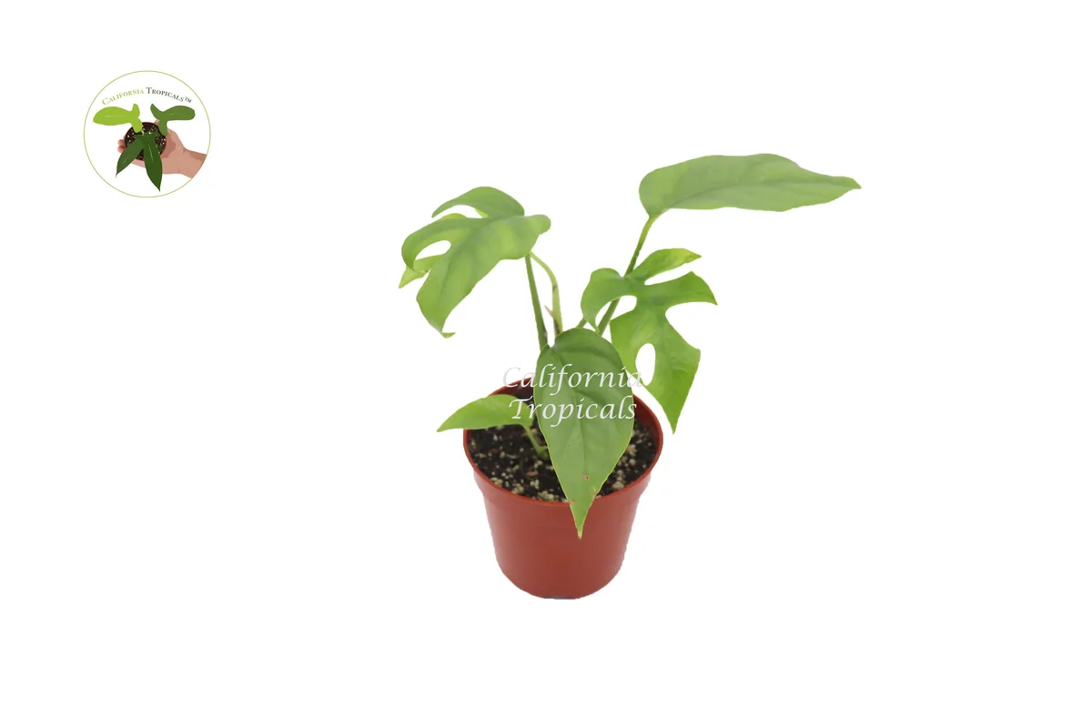 Mini Monstera Live Plant – Rhaphidophora Tetrasperma – 4 inch Pot – Indoor - Image 1