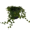 Mini Oakleaf Creeping Fig Live Plant - Ficus pumila 'Quercifolia' - 4 inch Pot - Image 1